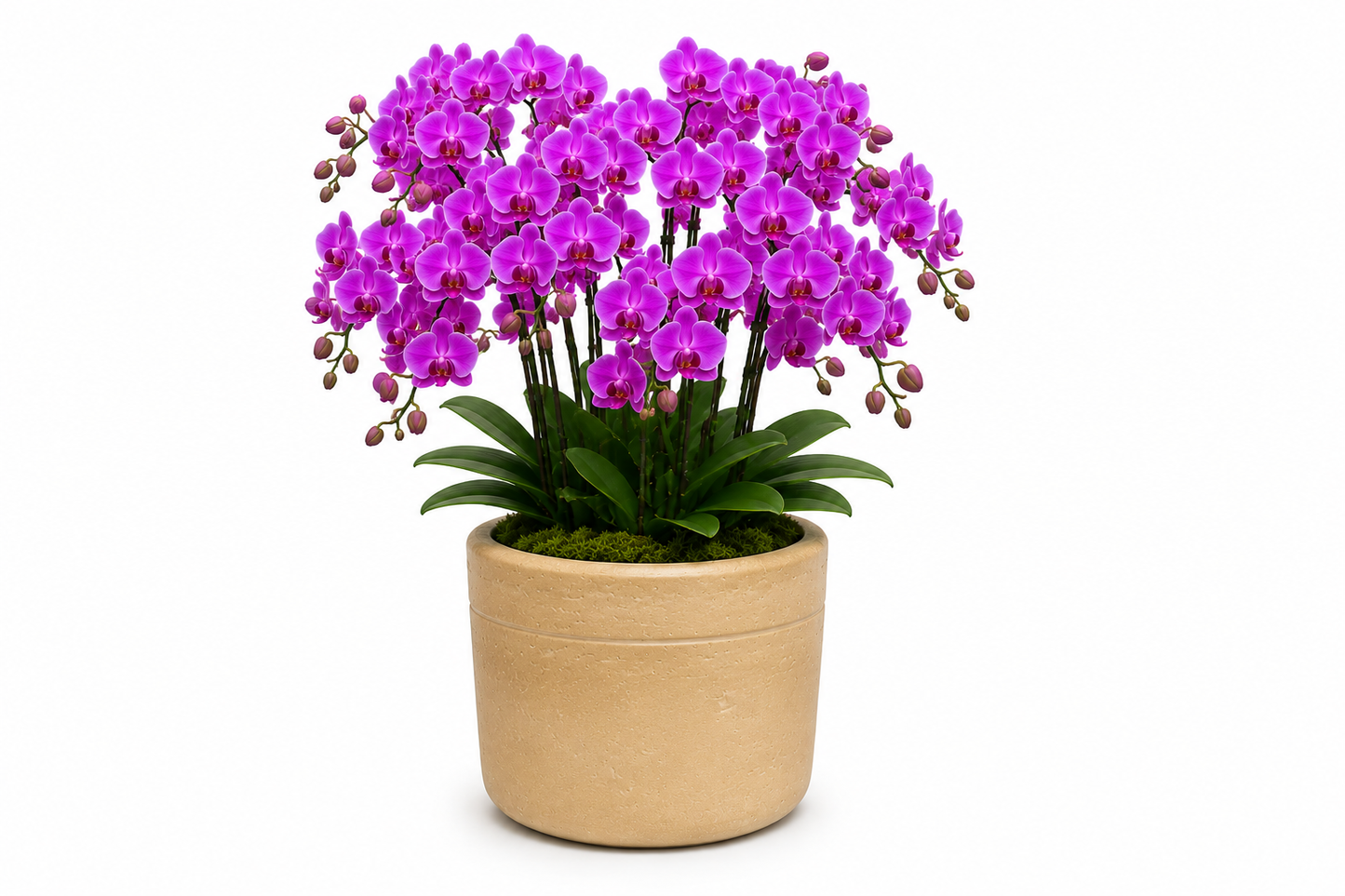 Romi Minimalist Cylindrical Ceramic Planter