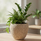 Granova Beige Cement Oval Pot