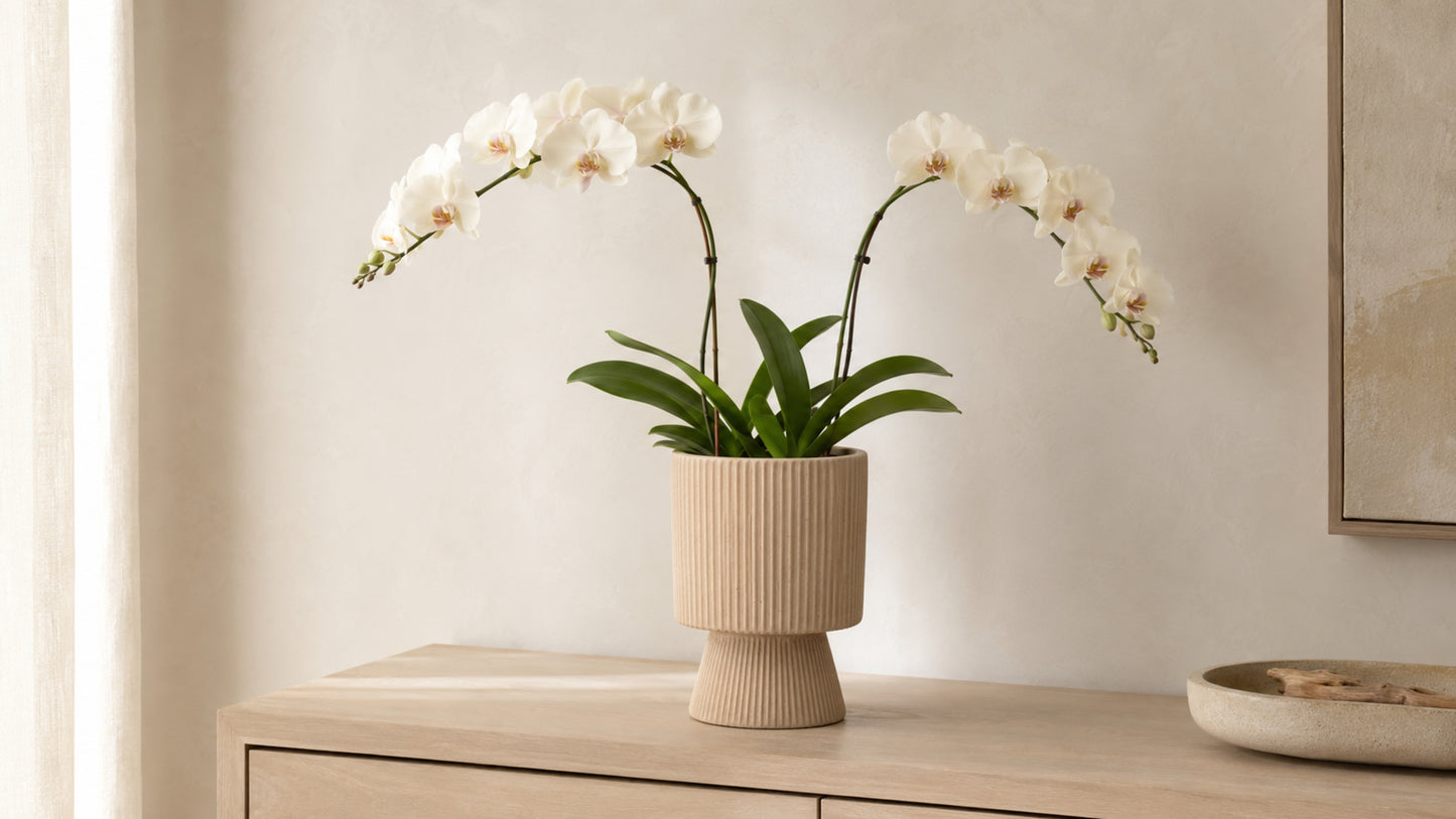 Oksana Ribbed Stoneware Vase with Tapered Pedestal Base