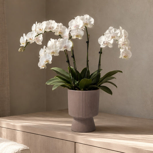 Oksana Ribbed Stoneware Vase with Tapered Pedestal Base