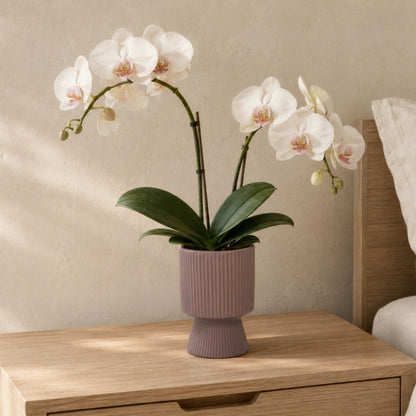 Oksana Ribbed Stoneware Vase with Tapered Pedestal Base