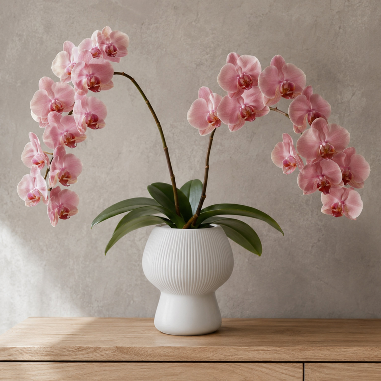 A potted pink Phalaenopsis orchid arrangement in a ribbed white ceramic vase, placed on a light wood surface against a textured gray wall.