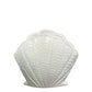 White ceramic shell on a white background