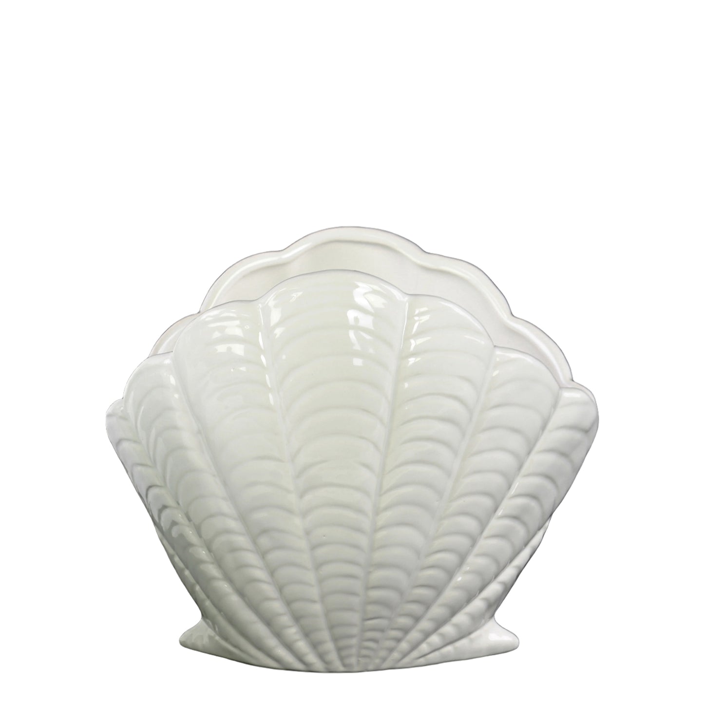 White ceramic shell on a white background