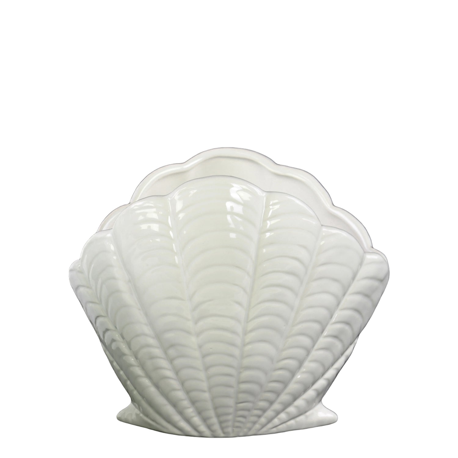 White ceramic shell on a white background