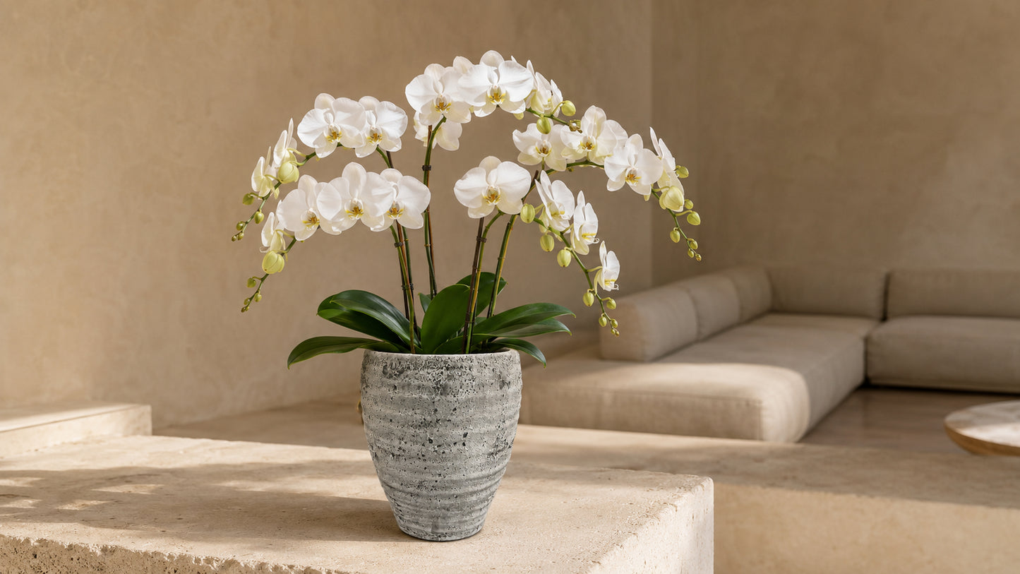 Olya Textured Barrel-Style Cement Planter