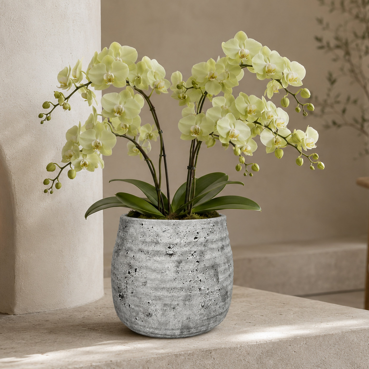 Larysa Ribbed Cement Planter