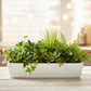 Alessia Ceramic Low Rectangle Pot