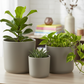 Emma Ceramic Round Plain Pots (Set of 3)