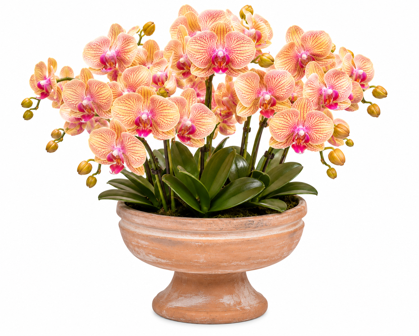 Nivea Pedestal Bowl Planter