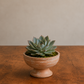 Nivea Pedestal Bowl Planter