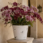 Terracotta Round Pot White-11.00"H