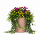 A terracotta-colored hanging planter filled with vibrant flowers in pink, purple, and yellow, surrounded by lush green ivy trailing over the sides, set against a solid white background.