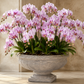 Pavion Low Classic Cement Urn Vase