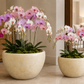 Raya Capri Shell Round Planter Set (Set of 2)