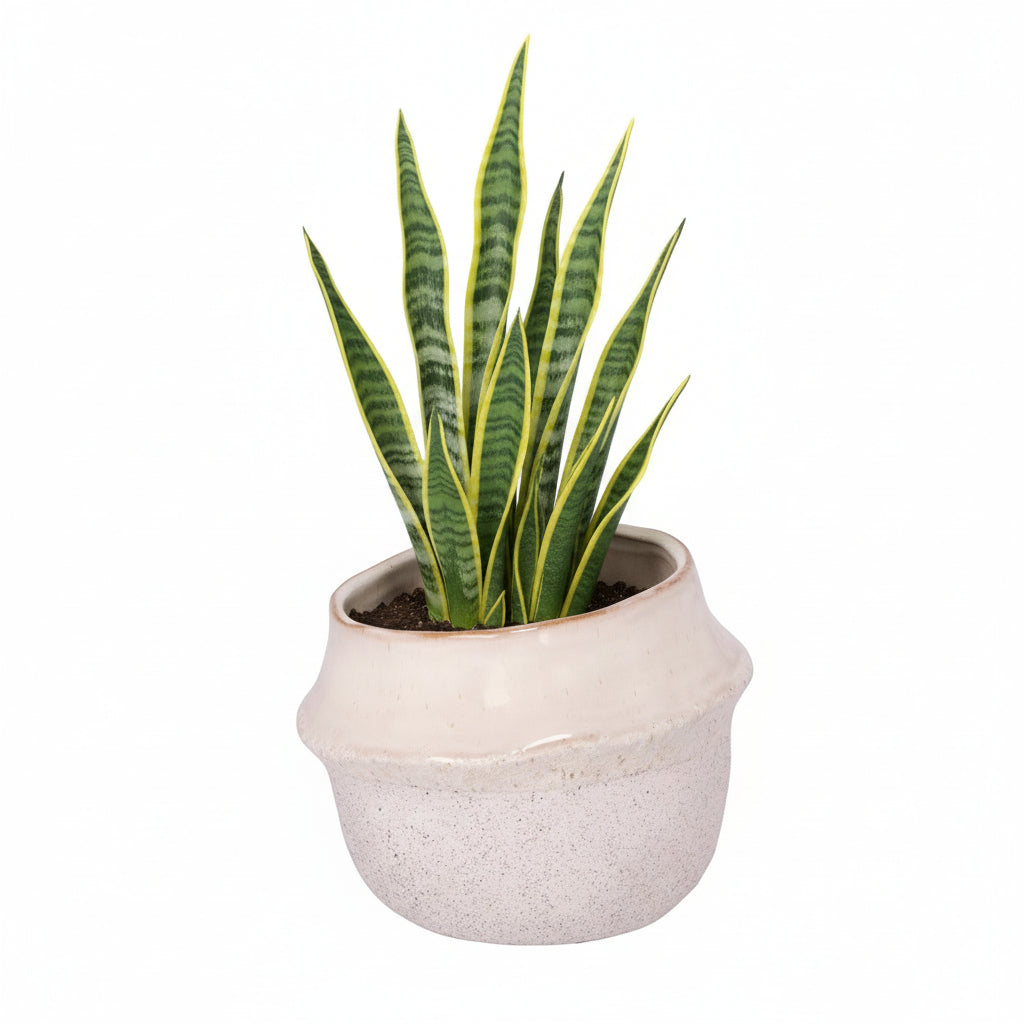 Marius Ceramic Pot