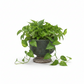 Sereia Pedestal Ceramic Planter with Layered Glaze
