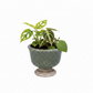 Sereia Pedestal Ceramic Planter with Layered Glaze