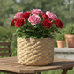 Marvella Terracotta Round Pot with Basket Weave Design