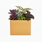 Vienne Rectangular Cement Pot