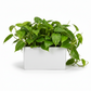 Vienne Rectangular Cement Pot
