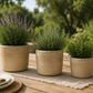 Romi Minimalist Cylindrical Ceramic Planter