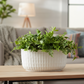 Jewel Ceramic Low Oval Pot with Embossed Lattice Design
