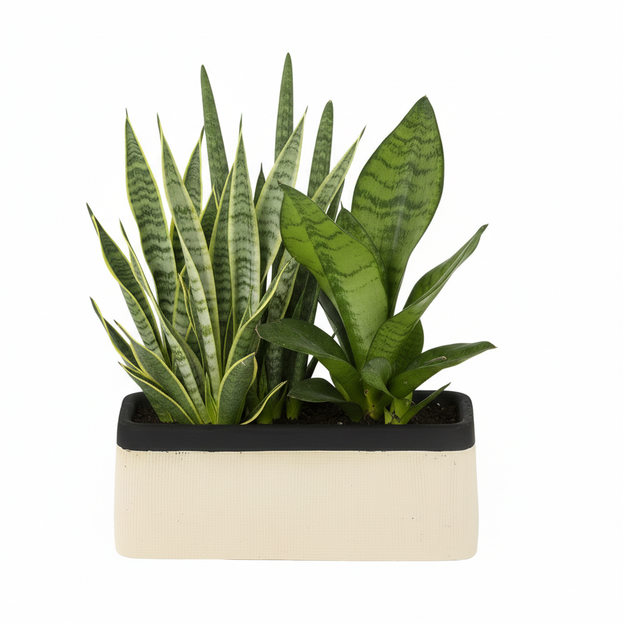 Bravine Rectangular Cement Pot