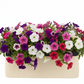 Bravine Rectangular Cement Pot