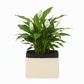 Bravine Rectangular Cement Pot