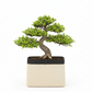 Bravine Rectangular Cement Pot