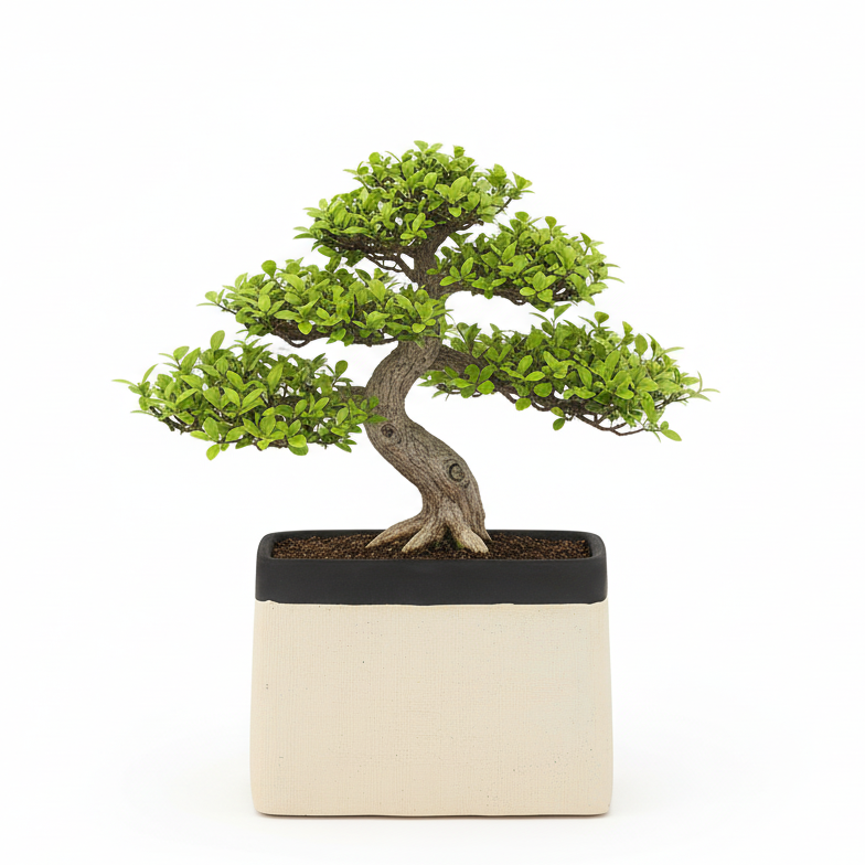 Bravine Rectangular Cement Pot