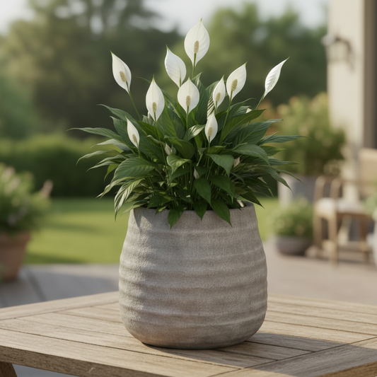 Stef Swirled Round Cement Planter
