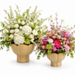 Phoenix Scalloped Lotus Pedestal Ceramic Planter - Beige