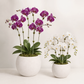 Tamara Terracotta Round Pot