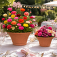 Piper Terracotta Round Planter Set (Set of 2)