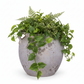 Nyx Rustic Amphora Cement Jar with Loop Handles