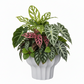 Darie Fluted Urn-Style Clay Planter