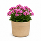 Romi Minimalist Cylindrical Ceramic Planter