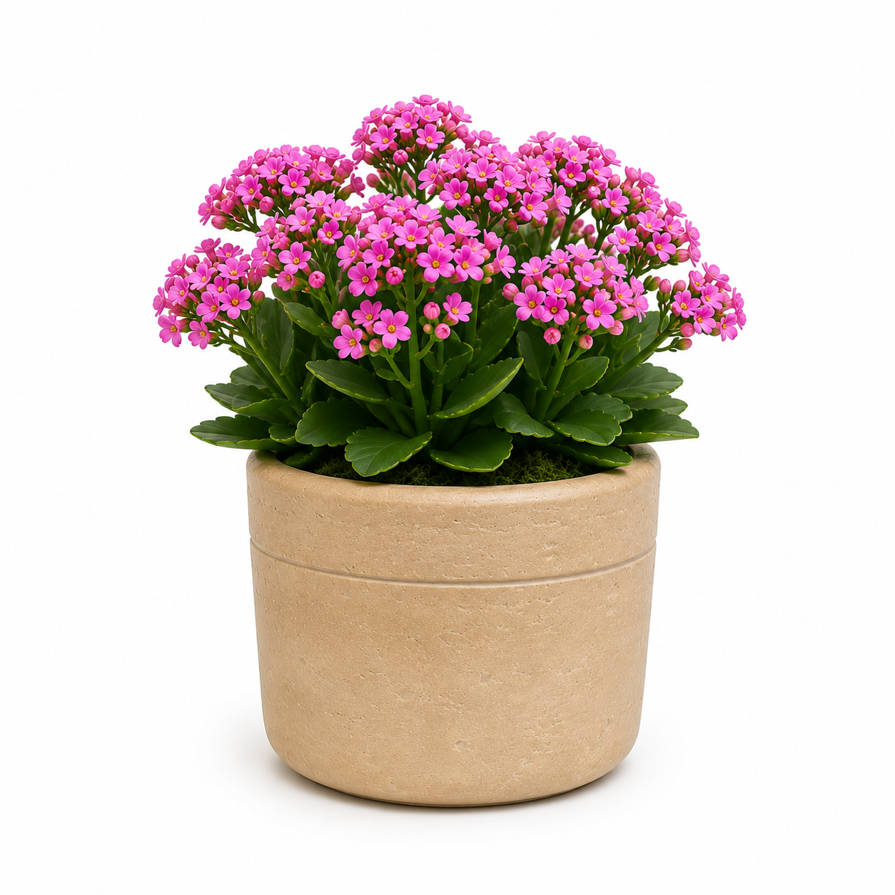 Romi Minimalist Cylindrical Ceramic Planter