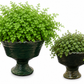 Fia Scalloped Ceramic Pedestal Planter