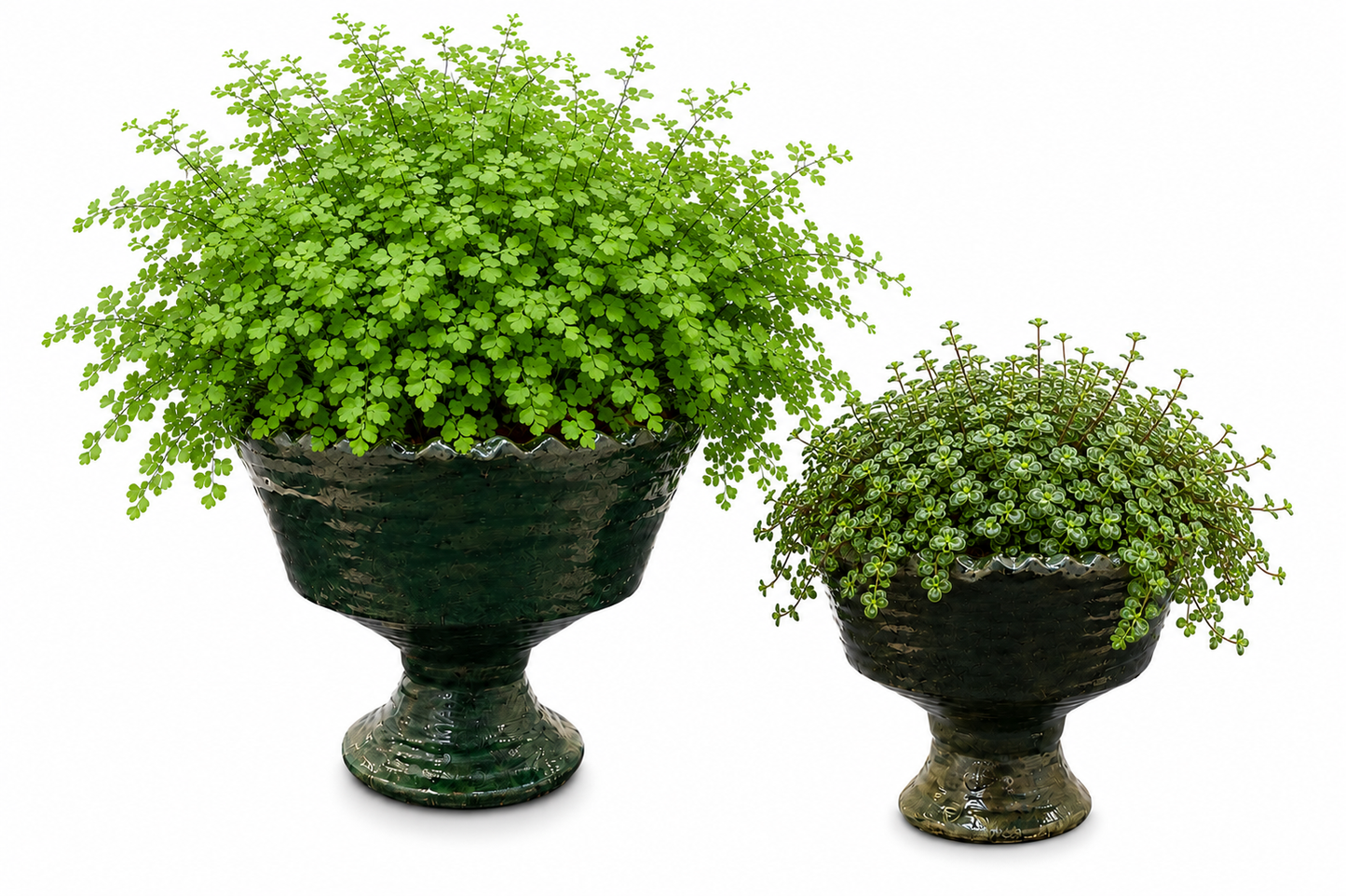 Fia Scalloped Ceramic Pedestal Planter