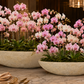 Hailey Shell Mosaic Boat Planter Set (Set of 2)