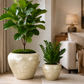 Yael Capri Shell Bowl Planter Set (Set of 2)