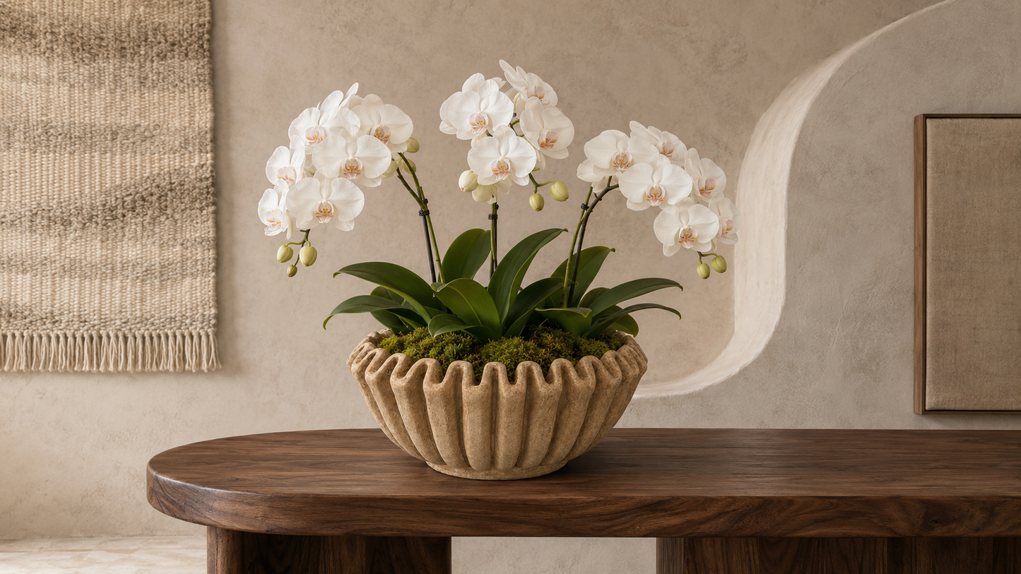Rena Fluted Cement Bowl Planter