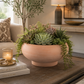 Cleo Terracotta Compote Planter