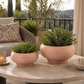 Cleo Terracotta Compote Planter