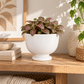 Kerry Ceramic Pedestal Planter