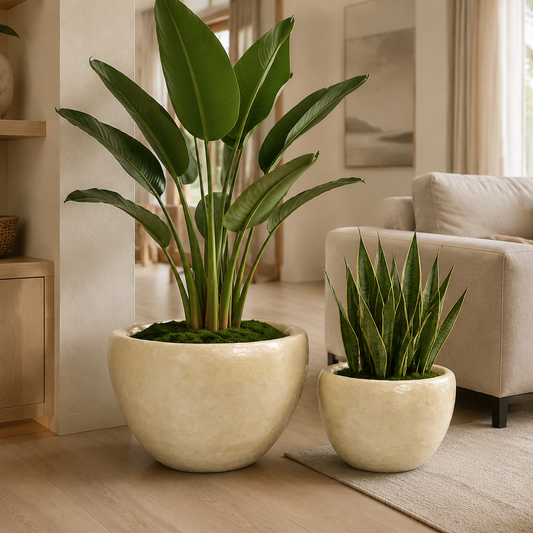 Two potted houseplants in a bright, modern living room. The larger plant has broad green leaves and is in a large round beige planter, while the smaller plant has narrow pointed leaves and is in a matching smaller planter.
