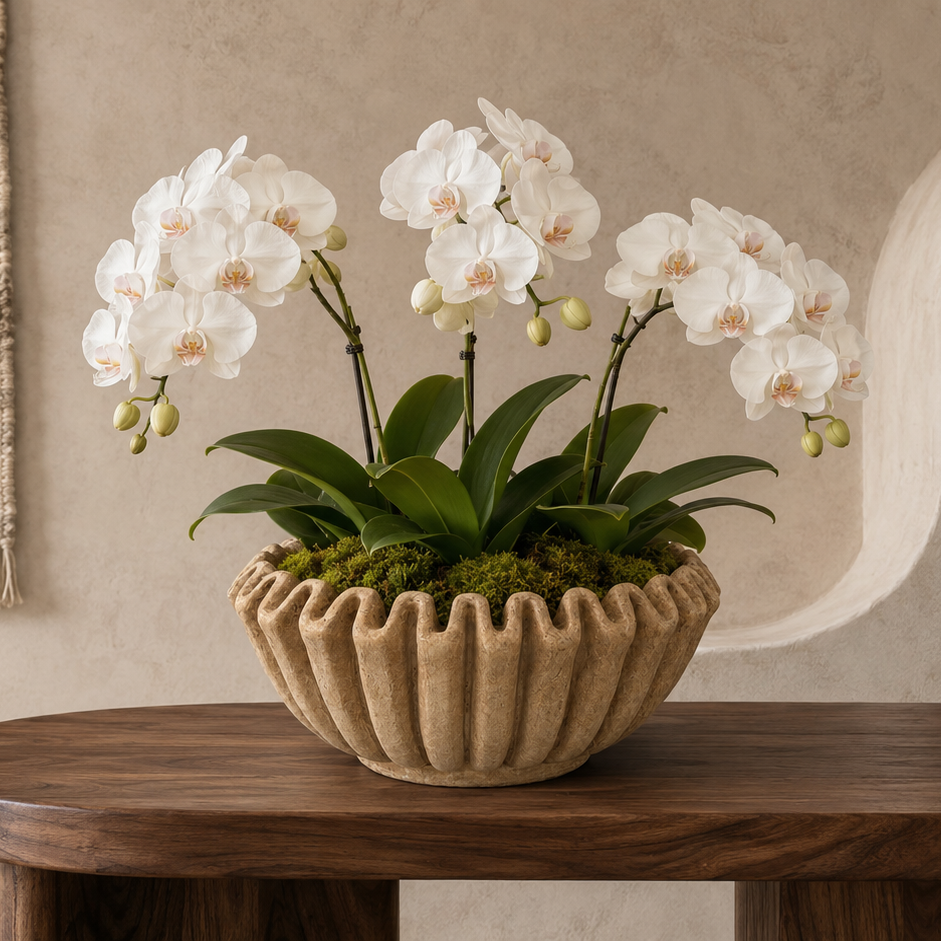 A potted white orchid plant with glossy green leaves and pale buds, set in a textured beige flower pot on a dark wooden table against a warm beige wall.